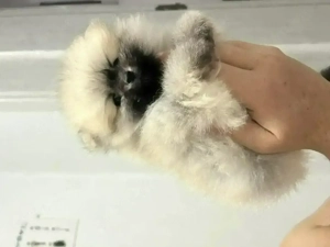 Pomeranian junge