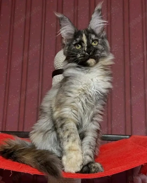 Maine coon  Bild 2