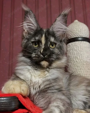 Maine coon  Bild 3