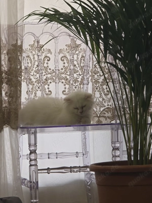 wunderschöne perser   BLH katze 