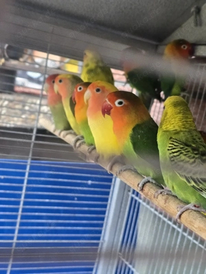 Unzertrennliche (Agaporniden)