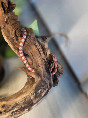 Wunderschönes Kornatter-Paar in liebevolle Hände abzugeben