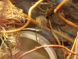 +Rarität+ Eurasische Zwergmaus  Bild 9