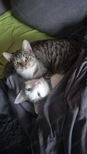 2 sehr verschmuste junge Katzen 