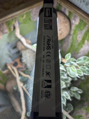 Kronengecko (0.0.1) inkl Terrarium