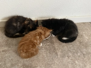 Maine Coon Kitten, suchen ein neues Zuhause