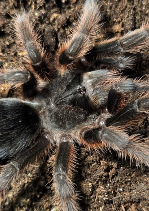 1.0 Grammostola anthracina, Vogelspinne  Bild 2