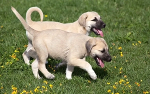 suche Kangal welpen