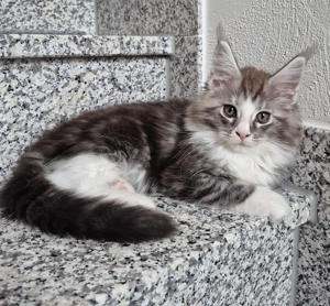 Maine Coon Junge mit Stammbaum 