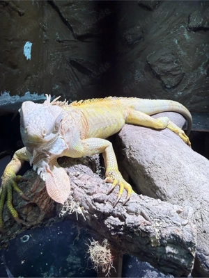 Albino Leguan 0.1 