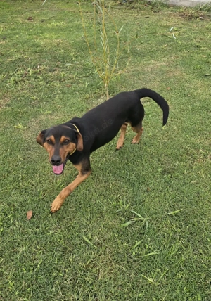 Flotter Oskar sucht Zuhause od. Pflegestelle Bild 4