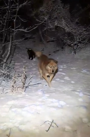 Ryzhik - Liebevolle Hundekenner gesucht Bild 3