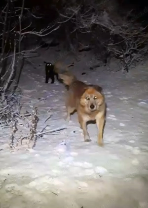 Ryzhik - Liebevolle Hundekenner gesucht Bild 2
