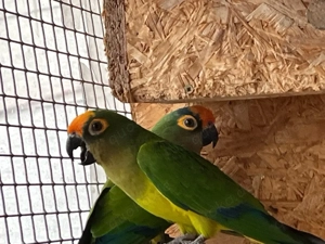 Verkaufe Goldstirn Sittiche