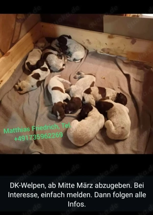 Deutsch-Kurzhaar-Welpen  Bild 3
