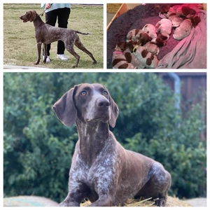 Deutsch-Kurzhaar-Welpen  Bild 2