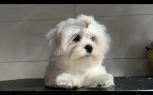 Eine  kleine weiße Schneeflocke