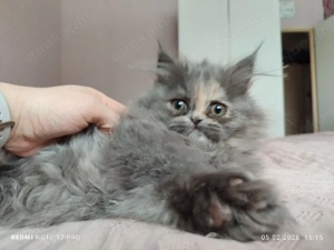 Mädchen-Perserkätzchen