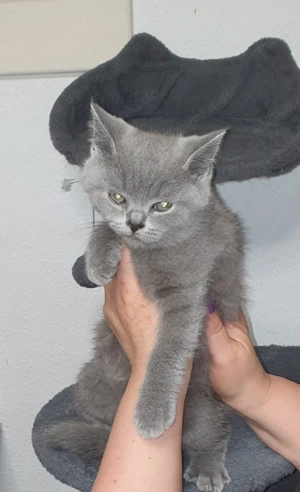 bkh Katerchen zu verkaufen 