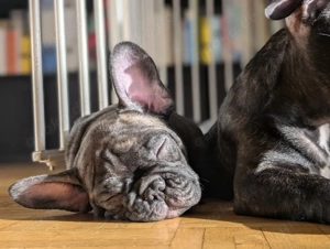 Französische Bulldogen 
