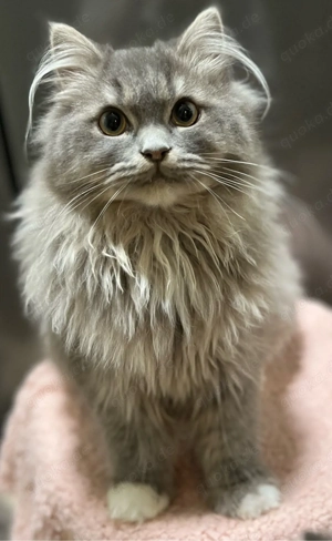 3 süße Kater suchen ein liebevolles Zuhause Bild 2