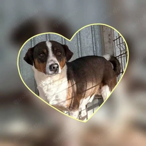 lieber, kleiner, mit Artgenossen super verträglicher Rüde "Lumo" sucht ein schönes Zuhause