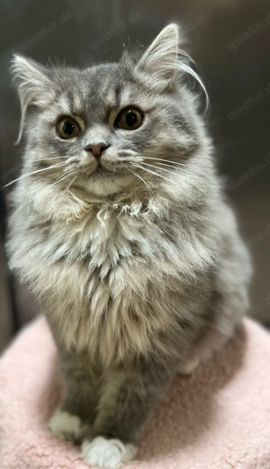 3 süße Kater suchen ein liebevolles Zuhause Bild 3