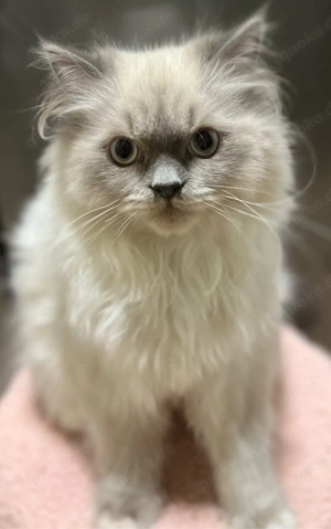  Vier süße Kater suchen ein liebevolles Zuhause