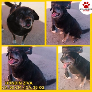 Hunde Oma Ziva sucht dringend ein zuhause oder eine Pflegestelle