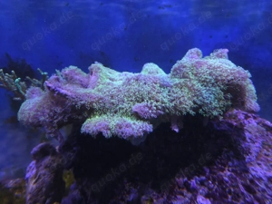 grüne Röhrenkoralle Briareum