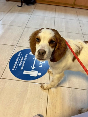 Liebes bedürftiger BretonenMix Yuri sucht seine Familie 