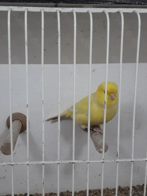 4 gesunde Kanarienhähne in gelb