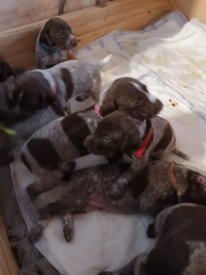 Deutsch-Kurzhaar-Welpen  Bild 4