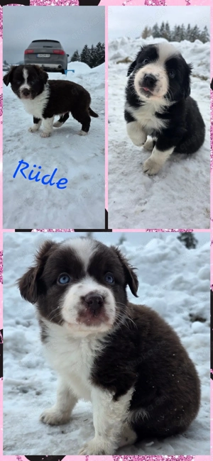 Miniatur Australian Shepherd 