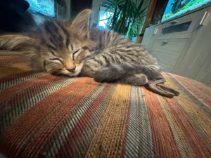 Babykatzen Maine Coon Mix
