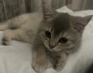 Britische Kurzharr Kitten (BKH) Berlin