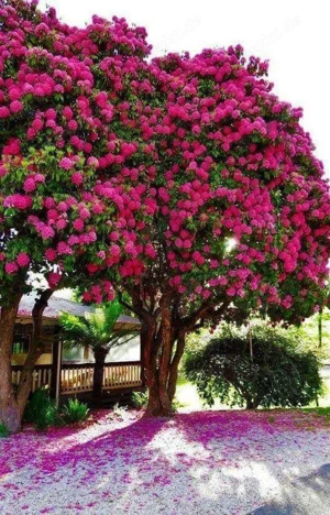 Wir suchen 1 Haus zum Mieten 