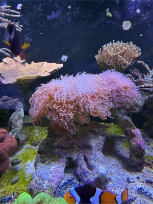 Euphyllia Paradivisa Orange Koralle