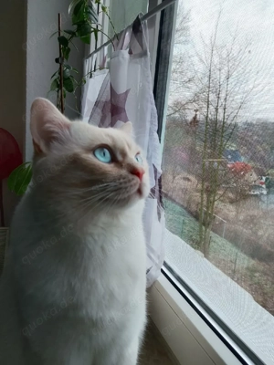 Suche Katze weiblich 