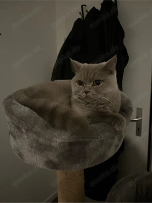 britisch Kurzhaarkatze kastriert Bild 3