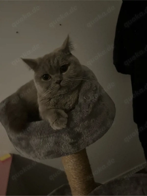 britisch Kurzhaarkatze kastriert