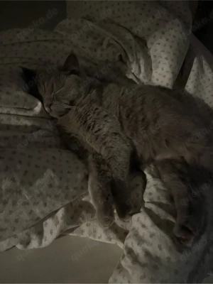 britisch Kurzhaarkatze kastriert Bild 4