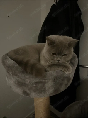 britisch Kurzhaarkatze kastriert Bild 2
