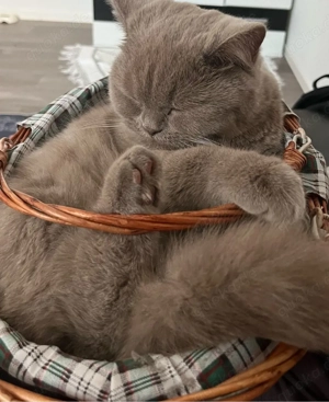 britisch Kurzhaarkatze kastriert Bild 5