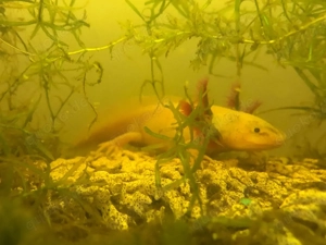 Axolottl mit Papieren 3 Männchen Bild 2