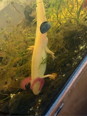 Axolottl mit Papieren 3 Männchen Bild 5