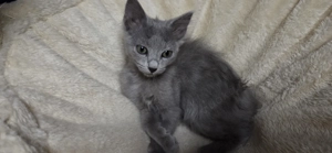 Nebelung Kitten mit Stammbaum   1 Mädchen verfügbar   Wurf vom 11.10.2025