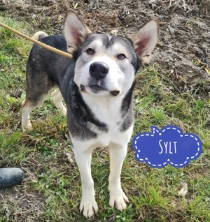 Sylt, sibirischer Husky Mix