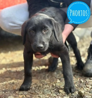 Phortos, zuckersüßer Mischlingswelpe