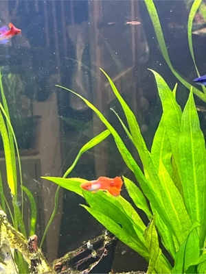 Koi Guppy Männlich